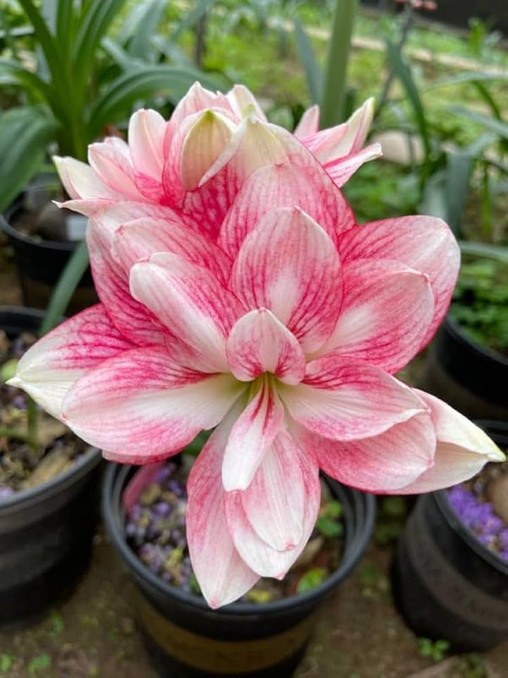 Soft Pink Amaryllis Flower Seeds for Planting – Heirloom Non-GMO Organic Garden Seeds