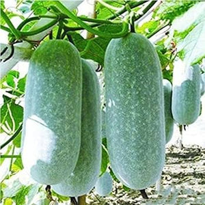 Vegetable Seeds,Garden seeds, Seeds For Planting,Plant Seeds