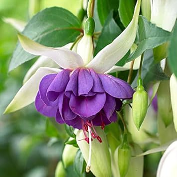 Flower Seeds, Seeds,Seeds For Planting,Plant Seeds