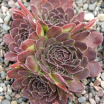 Flower Seeds, Seeds,Seeds For Planting,Plant Seeds