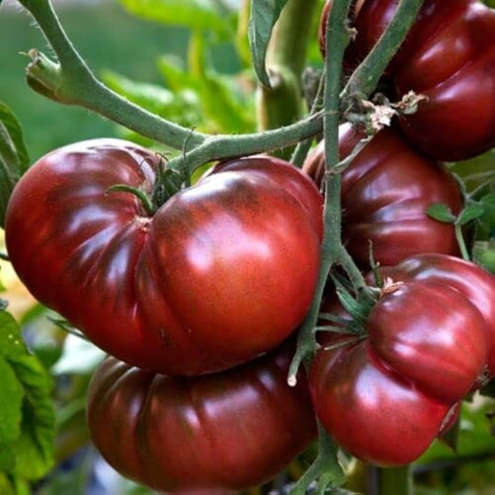 Brown Giant Tomato flower seeds for planting - Heirloom & Non-GMO Garden Seeds