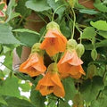 Light Orange Abutilon Flower Seeds for Planting – Bright Blooms Heirloom, Non-GMO, High Germination Garden Seeds