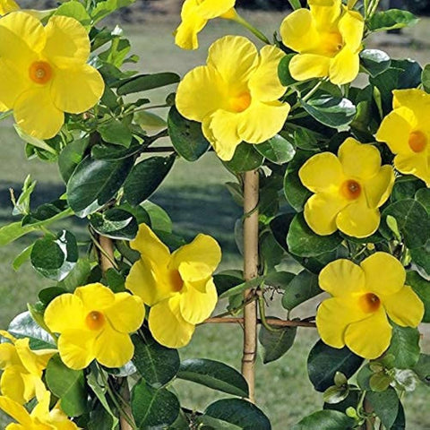 Flower Seeds, Seeds,Seeds For Planting,Plant Seeds