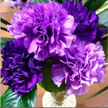 Flower Seeds, Seeds,Seeds For Planting,Plant Seeds