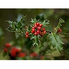 Winterberry Holly fruit seeds for planting – Heirloom & Non-GMO garden seeds, festive ornamental berry variety