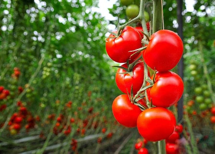 Red Bell Tomato Seeds – Heirloom Non‑GMO Sweet Juicy Vegetable Seeds for Planting, Organic Garden Seeds