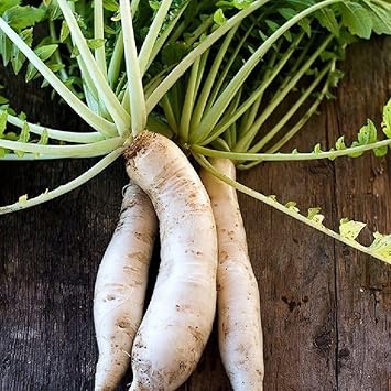 Vegetable Seeds,Garden seeds, Seeds For Planting,Plant Seeds