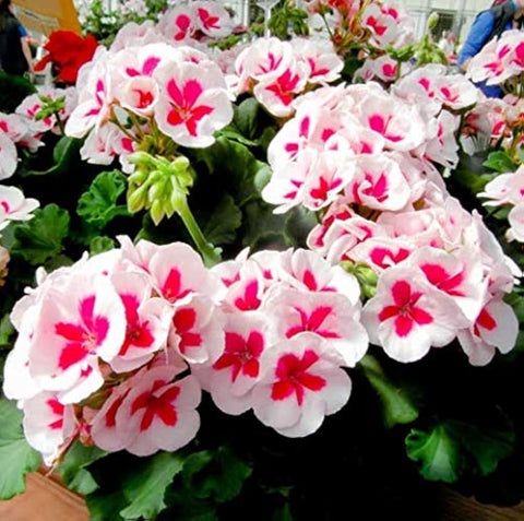 Flower Seeds, Seeds,Seeds For Planting,Plant Seeds
