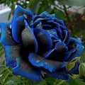 Blue Gray Rose Flower Seeds for Planting – Heirloom, Non-GMO, Long Bloom Season, High Germination