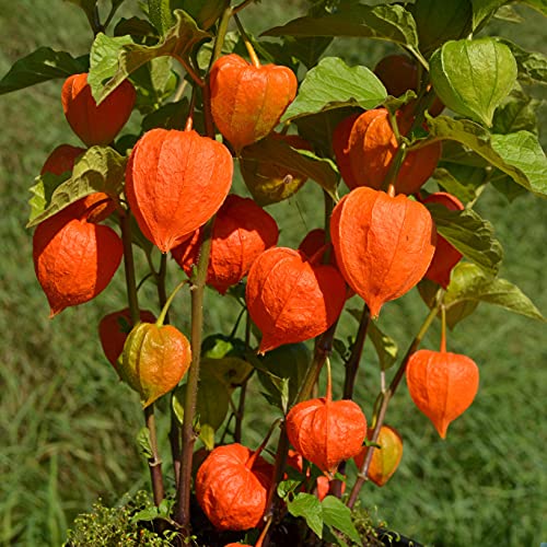 Physalis Alkekengi fruit seeds for planting - Heirloom & Non-GMO Garden seeds, ornamental edible plants