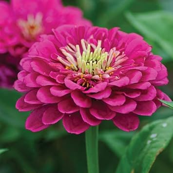 Flower Seeds, Seeds,Seeds For Planting,Plant Seeds
