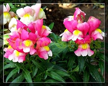 Flower Seeds, Seeds,Seeds For Planting,Plant Seeds