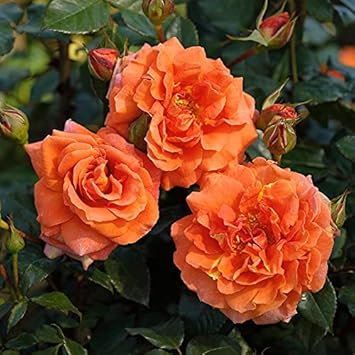 Flower Seeds, Seeds,Seeds For Planting,Plant Seeds