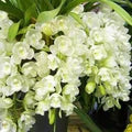 White Cymbidium Orchid Flower Seeds for Planting – Heirloom, Non-GMO, High Germination Organic Garden Seeds