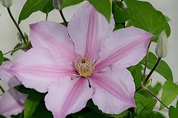 Baby Pink Clematis Flower Seeds for Planting - Heirloom, Non-GMO, High Germination Organic Garden Seeds