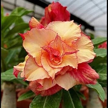 Flower Seeds, Seeds,Seeds For Planting,Plant Seeds