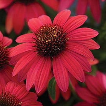 Flower Seeds, Seeds,Seeds For Planting,Plant Seeds