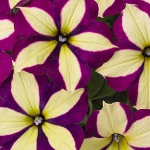 Flower Seeds, Seeds,Seeds For Planting,Plant Seeds