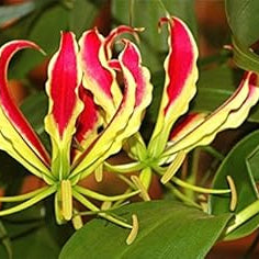 Flower Seeds, Seeds,Seeds For Planting,Plant Seeds