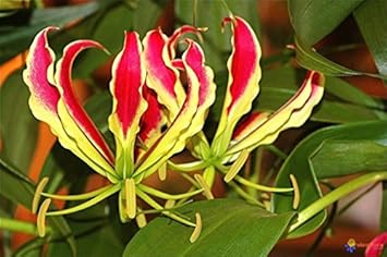 Flower Seeds, Seeds,Seeds For Planting,Plant Seeds