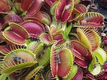 Flower Seeds, Seeds,Seeds For Planting,Plant Seeds