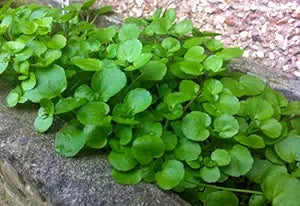 Watercress Flower Seeds for Planting – Perfect for Borders Heirloom Non-GMO High Germination Organic Garden Seeds