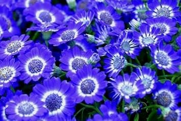 Blue White Cineraria Flower Seeds for Planting – Heirloom, Non-GMO, High Germination Organic Garden Seeds