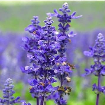 Flower Seeds, Seeds,Seeds For Planting,Plant Seeds