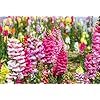 White & Pink Antirrhinum Flower Seeds for Planting – Heirloom, Non-GMO, High Germination Organic Garden Seeds