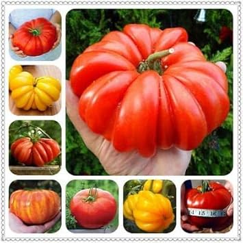 Vegetable Seeds,Garden seeds, Seeds For Planting,Plant Seeds