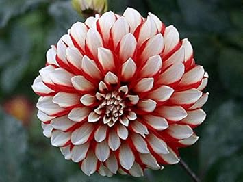 Flower Seeds, Seeds,Seeds For Planting,Plant Seeds