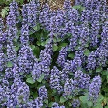 Flower Seeds, Seeds,Seeds For Planting,Plant Seeds