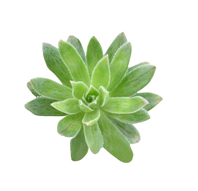 Green Aubrieta Flower Seeds for Planting – Heirloom Non-GMO Wildflower Mix