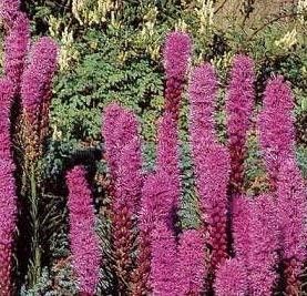 Flower Seeds, Seeds,Seeds For Planting,Plant Seeds