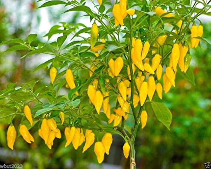 Aji Lemon Drop Pepper Seeds – Heirloom Non-GMO Organic Citrusy Hot Chili Seeds for Planting