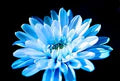 Sky Blue Chrysanthemum Flower Seeds for Planting – Heirloom, Non-GMO, High Germination Organic Garden Seeds