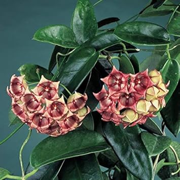 Flower Seeds, Seeds,Seeds For Planting,Plant Seeds