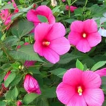 Flower Seeds, Seeds,Seeds For Planting,Plant Seeds