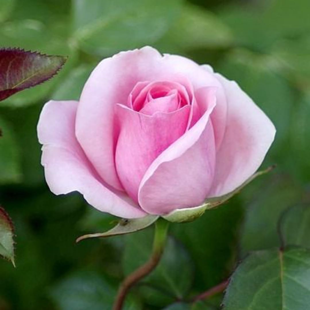 Baby Pink Double Petal English Rose Seeds for Planting | Non-GMO Heirloom Organic Garden Seeds