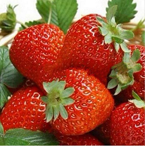 Red Strawberry Fruit seeds for planting – Heirloom & Non-GMO Garden seeds