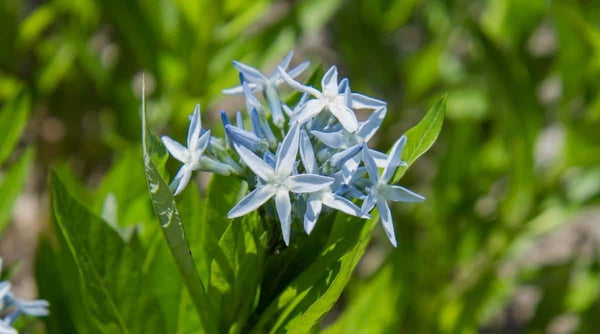 Flower Seeds, Seeds,Seeds For Planting,Plant Seeds