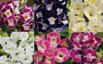 Flower Seeds, Seeds,Seeds For Planting,Plant Seeds
