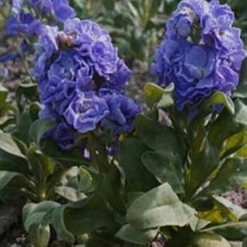 Flower Seeds, Seeds,Seeds For Planting,Plant Seeds