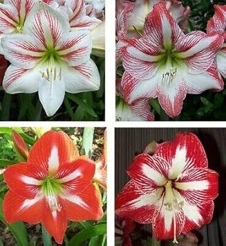 Flower Seeds, Seeds,Seeds For Planting,Plant Seeds