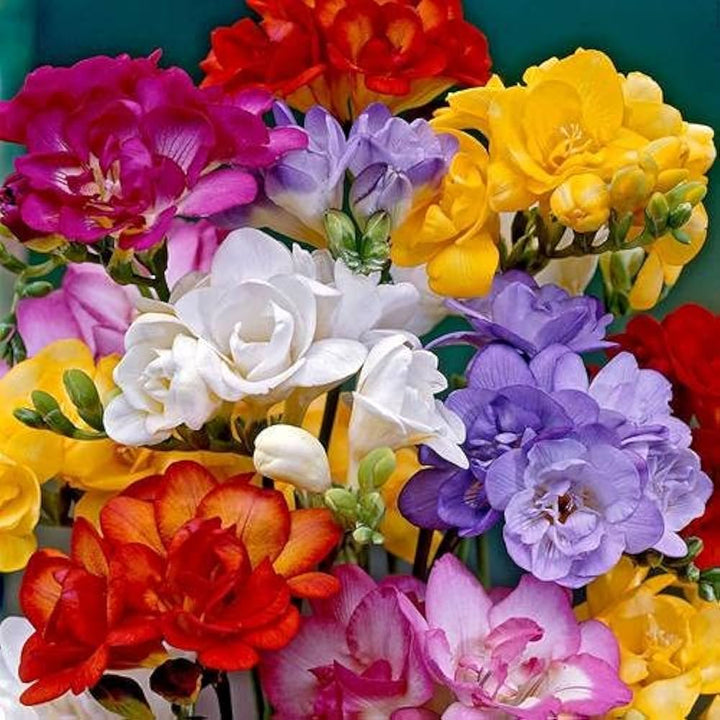 Freesia Bulbs Flower Seeds for Planting – Heirloom Non-GMO Seeds, High Germination, Organic Garden Seeds