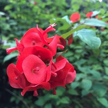 Flower Seeds, Seeds,Seeds For Planting,Plant Seeds