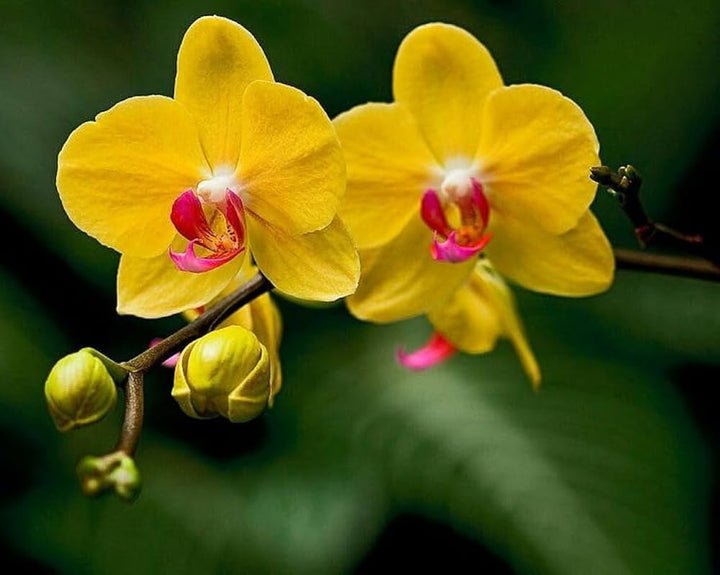 Yellow Phalaenopsis Orchid Flower Seeds for Planting – Heirloom Non-GMO, High Germination Organic Garden Seeds