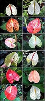 Flower Seeds, Seeds,Seeds For Planting,Plant Seeds