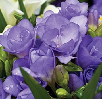 Flower Seeds, Seeds,Seeds For Planting,Plant Seeds