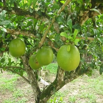 Fruit Seeds,Garden seeds, Seeds For Planting,Plant Seeds